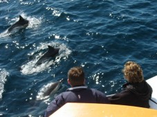 Dolphin and Whale Watching in Ireland